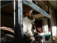 salem2.webp