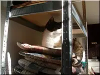 salem4.webp