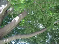 177.webp