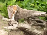 Bild 1548.webp