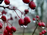 Wassertropfen.webp
