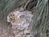 Bild 7086.webp