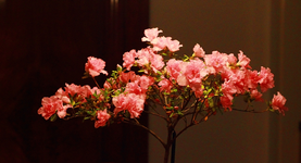 rosa Hochstamm_Azalee_13122013_900.webp