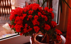 roter Hochstamm_Azalee_13122013_900.webp