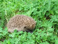 _Igelv (2).webp
