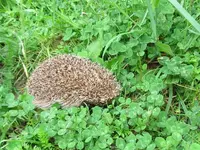 _Igelv (3).webp