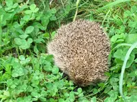 _Igelv (4).webp