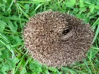 _Igelv (5).webp