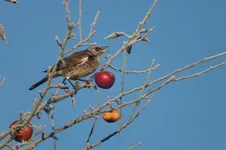 2013_1214Herbst0006.webp