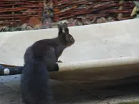 Eichhörnchen2.webp