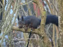 Eichhörnchen5.webp