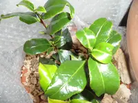 SAM_2614.webp