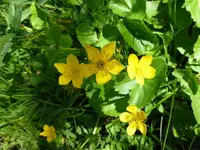 Blüten29.webp