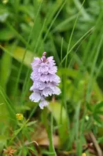Blüten35.webp