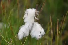 Blüten32.webp
