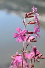 BlütenN30.webp