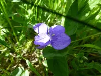 blüten16.webp