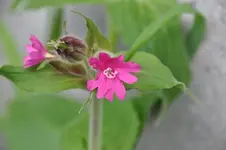 Blüten36.webp