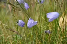 Blüten34.webp
