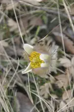BlütenN12.webp