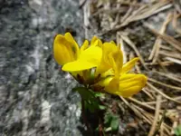 blütenN17.webp