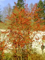 dez01 006.webp