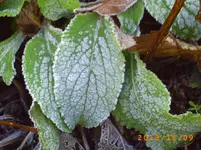 dez01 009.webp