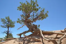 Holz20.webp