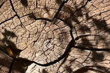 Holz19.webp