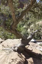 Holz17.webp