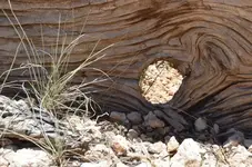 Holz26.webp
