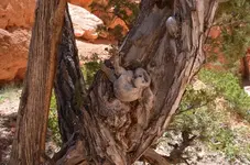 Holz29.webp