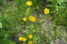 Blüten20.webp