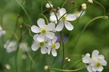 BlütenN29.webp