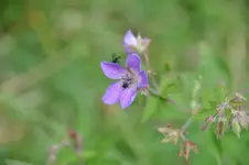 BlütenN7.webp