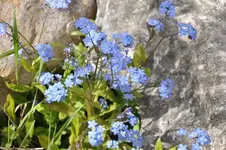 Blüten21.webp