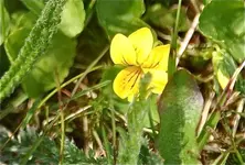 Blüten15.webp
