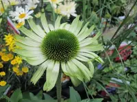 182.webp