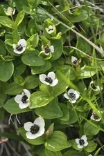 Blüten24.webp