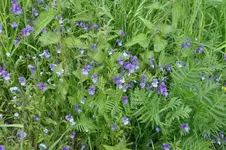 Blüten19.webp