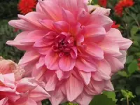 Bild 414.webp