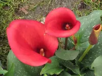 Bild 281.webp