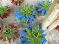 Bild 1438.webp