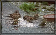 comp_DSC04693.webp
