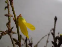 P1030221.webp