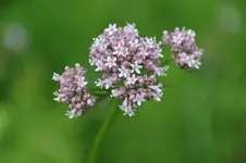 Blüten48.webp