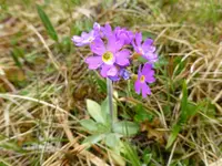 Dovre3.webp