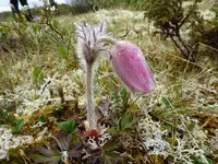Dovre4.webp