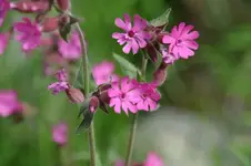 Blüten18.webp