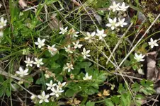 Blüten23.webp